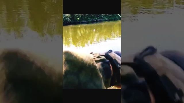 ОКУНËК ПОПАЛСЯ #спиннинг #рыбалка #природа #рыбалкасдр смотреть онлайн