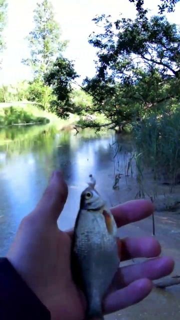 Мормышинг! Мормышинг Густера на спиннинг Prestige cx-4 от Dayo смотреть онлайн