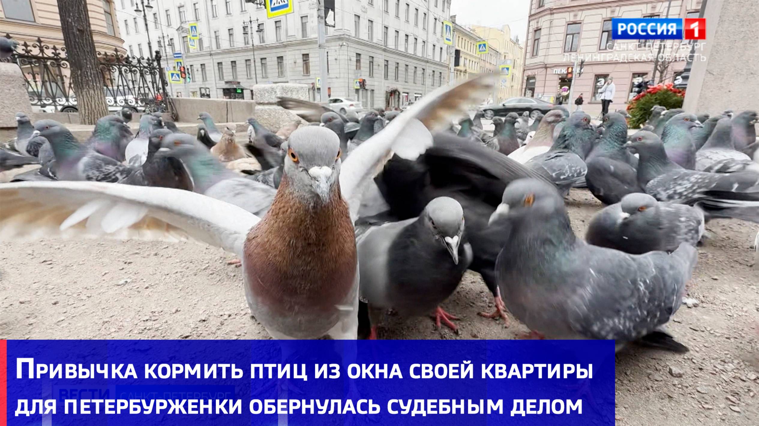 Привычка кормить птиц из окна своей квартиры для петербурженки обернулась судебным делом