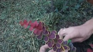 Размножение растений отводками. Гортензия метельчата