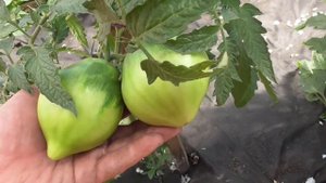 Томат ""Домато тета Катико" в конце мая поразил меня огромными плодами.