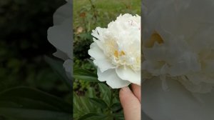 Пион Мадам де Верневиль