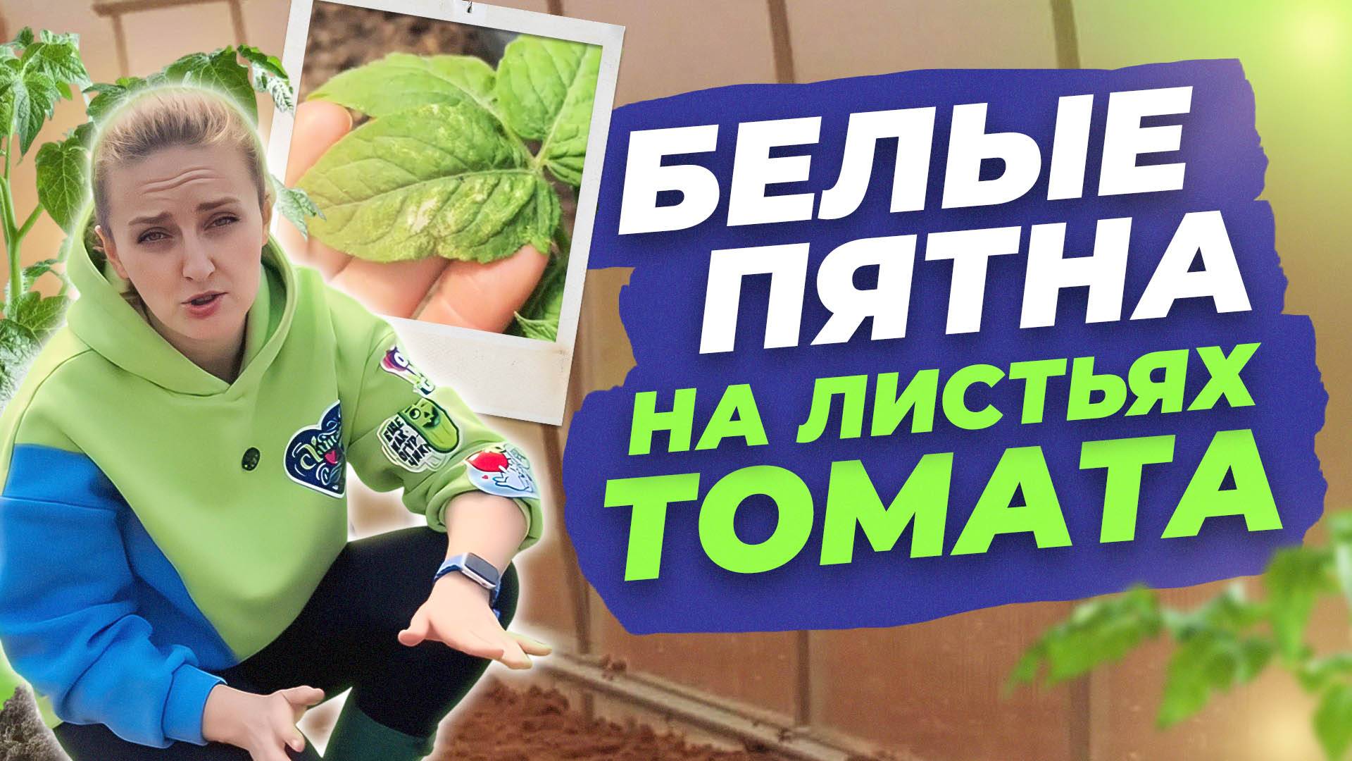 БЕЛЫЕ ПЯТНА НА ЛИСТЬЯХ ТОМАТА