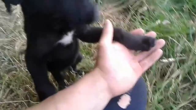 Викинуте в ліс щеня смотреть онлайн