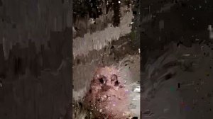 гн