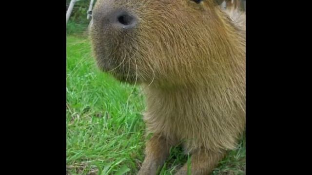 3 серия слово капибары!!!!!¡!!!!!!!!!!!!!! смотреть онлайн