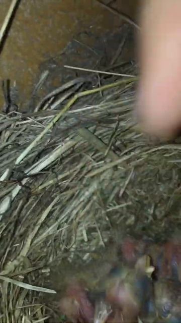 Птенцы едят семечки смотреть онлайн