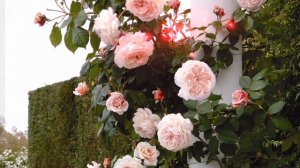 Туган Көнең белән,БАЛАМ!❤️Музыкальная  открытка на т?