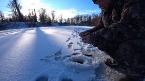 КАК ЛЕГКО И БЫСТРО НАЛОВИТЬ ЖИВЦА ЗИМОЙ ДЛЯ ЖЕРЛИЦ?