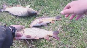 ЛОВЛЯ КАРПА НА ПОПЛАВОЧНУЮ УДОЧКУ. ПОД ОБРЫВОМ ВСЕ, ПОД ОБРЫВОМ