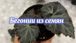 Растим бегонии из семян. Динамика процесса. Что делать с верхушкой?