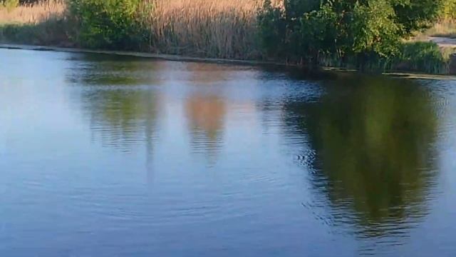 Составной воблер KDF Team Scadaro. Обзор и тестирование на во? смотреть онлайн