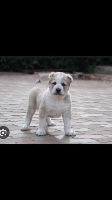 алабай самая сильная собака или что есть другие собак? смотреть онлайн