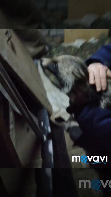 Енотавидная собака живёт в сарае) смотреть онлайн