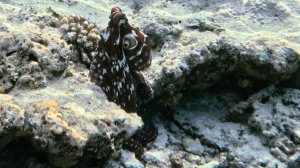 Мальдивы Южный Мале атолл Эмбуду