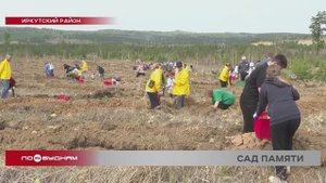 Выгоревший лес восстанавливают в Иркутском районе