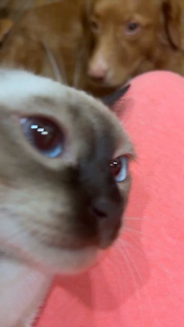 Киска голоден спрашивает есть ли что нибудь поесть смотреть онлайн