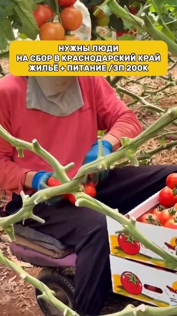 Открыта вакансия по сбору помидоров набираем сотрудн? смотреть онлайн