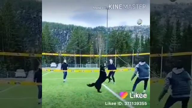 Смешные фокусник. Прикол 2020 смотреть онлайн