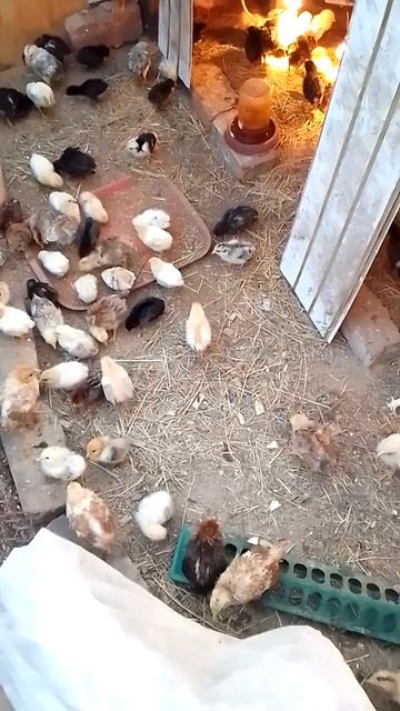Сдаю цыплят в аренду на стройку# строительство#ремонт# смотреть онлайн