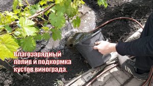 Влагозарядный полив и подкормка кустов винограда.