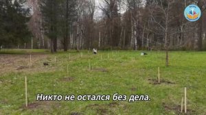 Сажаем сибирскую сосну