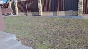 Взойдет ли газон весной, после осеннего посева. Смотрим как перезимовал.