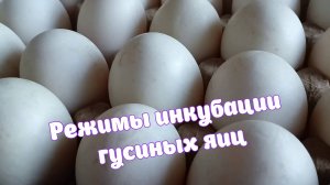 Режимы инкубации гусиных яиц