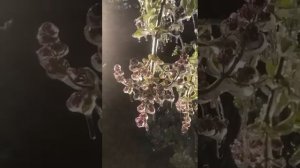 сюрприз от природы весной