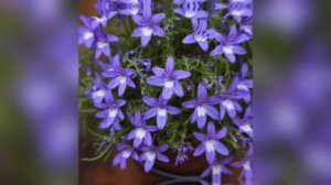 Лобелия🌼🌼🌼