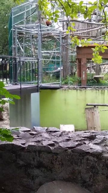 Обезьяны в зоопарке Питера. смотреть онлайн