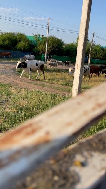 #деревня #жизньвдеревне #сарай #коррва #утро #табун #пас смотреть онлайн