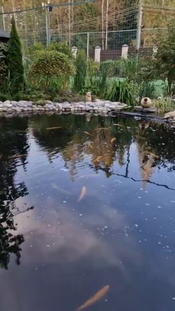 Пруд с янтарной форелью #fishing #озеро #осётр #fish #осетроваяферма #форель #рыбалка #рыба #рыбак