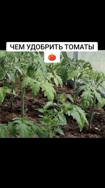 ЧЕМ УДОБРИТЬ ТОМАТЫ