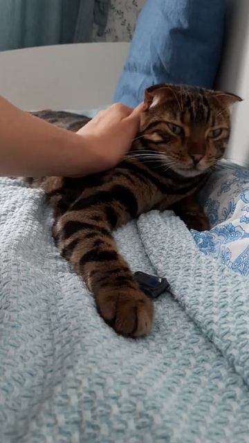 Бенгальский кот ест маленькую машинку!)Ленивый,дикий ? смотреть онлайн