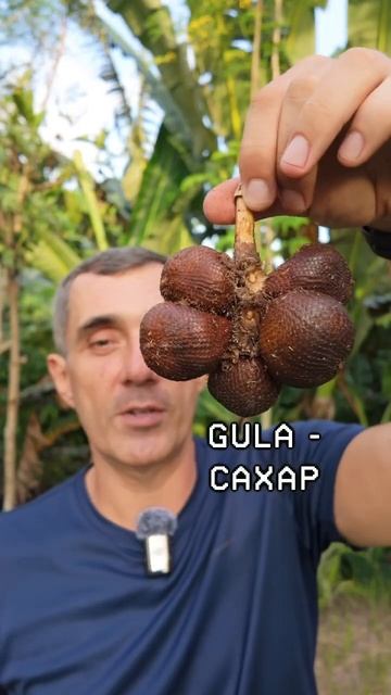 Змеиный фрукт, салак, сала #фрукты #экзотическиефрукты смотреть онлайн