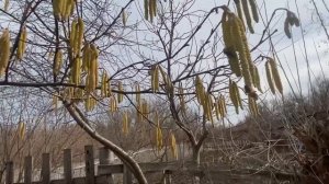 Фундук сорт Галле, хороший опылитель 👍