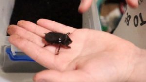 Уникальные жуки в моëм террариуме ЧАСТЬ 7 - СКАРАБЕЙ И ?