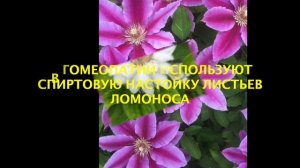 Галерея цветов:Клематис-ломонос, интересные факты