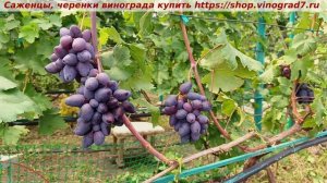 Парад сортов на 27.07.24 года -  виноград ПЕРЦОВЫЙ ЧЕРНЫЙ .h