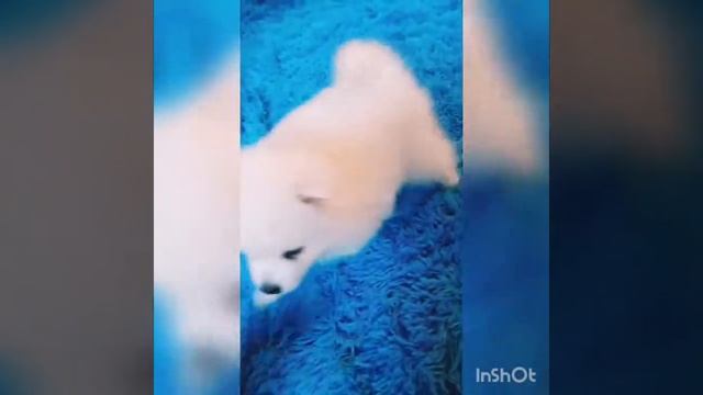 Щенки японского шпица.  Японский шпиц.