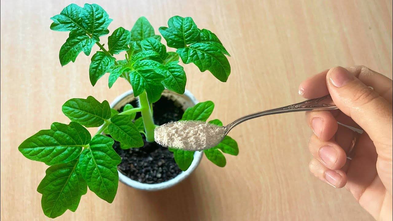 🌿💧 УЖЕ ВСЯ НАША ДЕРЕВНЯ ЗАВИДУЕТ МОЕЙ РАССАДЕ! А Я ПРОСТО ЕЁ ПОЛИВАЮ ПРОСТЫМ НАСТОЕМ! 💧🌿