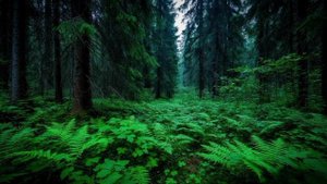 Расслабляющие звуки природы в ночном лесу для отдыха и разгрузки нервной системы.