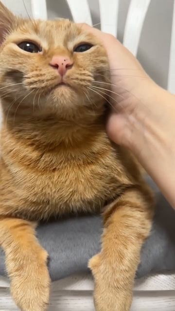 В каждой семье должен быть тигр 🐯. Чёрный, рыжий, белы? смотреть онлайн