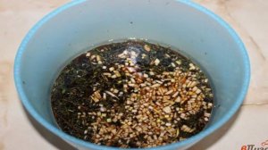 Жульен из мидий с белыми грибами