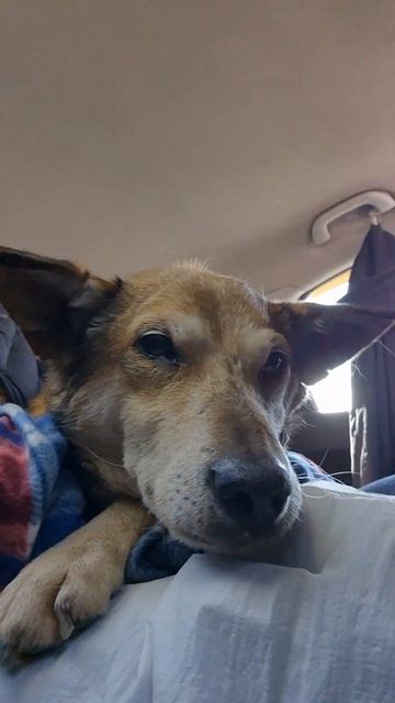 Фунтик едет назад в Милу в ветклинику Animal Health West. смотреть онлайн