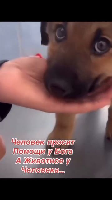 У каждого своя роль в этой жизни, у животных самая слож смотреть онлайн