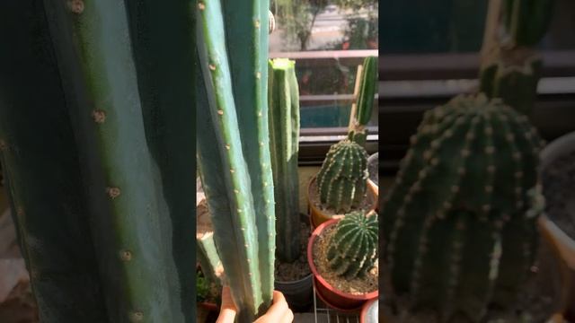 Кактус вырос до потолка! ПЕРЕЗАГРУЗКА САН-ПЕДРО #какту смотреть онлайн