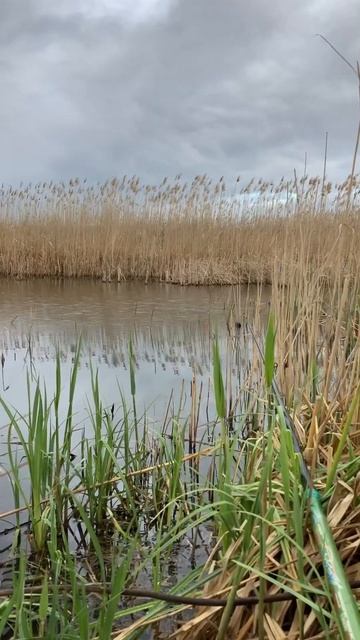 Звук на максимум🎣и наслаждайтесь #fishin #fish #fishing #sportfishin смотреть онлайн