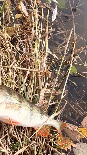 Окунь. Рыбалка на спиннинг осенью. 12.11.2023 река Майн. смотреть онлайн